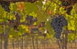 Bodegas Carabal en Alía. Denominación de Origen Ribera del Guadiana.